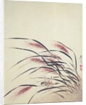Ears of rice and cricket by Shibata Zeshin