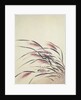 Ears of rice and cricket by Shibata Zeshin