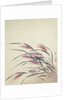 Ears of rice and cricket by Shibata Zeshin