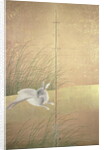 Hares and autumn grasses, c.1700 by Japanese School