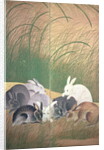 Hares and autumn grasses, c.1700 by Japanese School