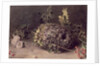 Long Tailed Tits' Nest by William Henry Hunt