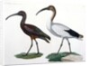 Ibises by Jules-Cesar Savigny