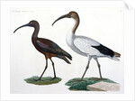 Ibises by Jules-Cesar Savigny
