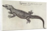 Iguana by John (after) White