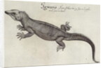 Iguana by John (after) White