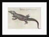Iguana by John (after) White
