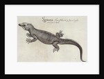 Iguana by John (after) White