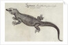 Iguana by John (after) White