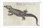 Iguana by John (after) White