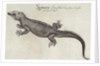 Iguana by John (after) White