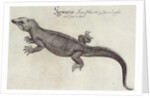 Iguana by John (after) White