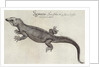 Iguana by John (after) White