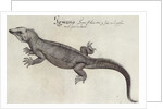 Iguana by John (after) White
