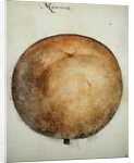 Mammea Apple by John White