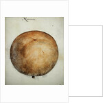 Mammea Apple by John White