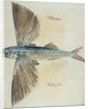 Flying-Fish by John (after) White