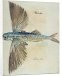 Flying-Fish by John (after) White