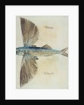 Flying-Fish by John (after) White