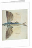 Flying-Fish by John (after) White