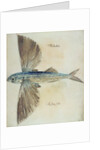 Flying-Fish by John (after) White