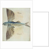 Flying-Fish by John (after) White