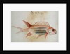 Squirrel fish or Soldier fish by John White