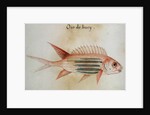 Squirrel fish or Soldier fish by John White