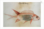 Squirrel fish or Soldier fish by John White