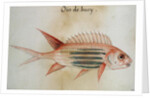 Squirrel fish or Soldier fish by John White