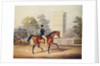 The Marquis of Anglesea on Horseback in Hyde Park, in his 80th year by George Henry Laporte