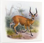 The Broad Horned Antelope by Joseph & Smit J. (fl.1870) Wolf