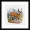 The Broad Horned Antelope by Joseph & Smit J. (fl.1870) Wolf
