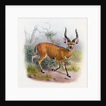 The Broad Horned Antelope by Joseph & Smit J. (fl.1870) Wolf