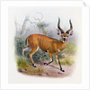 The Broad Horned Antelope by Joseph & Smit J. (fl.1870) Wolf
