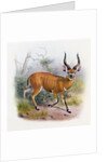 The Broad Horned Antelope by Joseph & Smit J. (fl.1870) Wolf