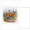 The Broad Horned Antelope by Joseph & Smit J. (fl.1870) Wolf