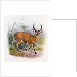 The Broad Horned Antelope by Joseph & Smit J. (fl.1870) Wolf