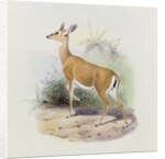 Antelope by Joseph & Smit J. (fl.1870) Wolf