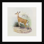 Antelope by Joseph & Smit J. (fl.1870) Wolf