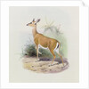 Antelope by Joseph & Smit J. (fl.1870) Wolf