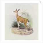 Antelope by Joseph & Smit J. (fl.1870) Wolf