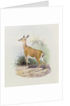Antelope by Joseph & Smit J. (fl.1870) Wolf
