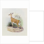 Antelope by Joseph & Smit J. (fl.1870) Wolf