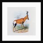 Antelope by Joseph & Smit J. Wolf