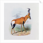 Antelope by Joseph & Smit J. Wolf