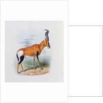 Antelope by Joseph & Smit J. Wolf