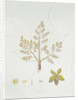 Sterculia Urens by School English