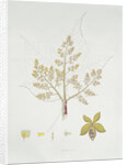 Sterculia Urens by School English