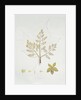 Sterculia Urens by School English